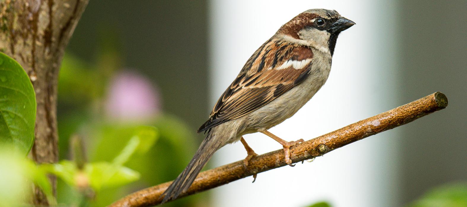 OPC Pest Services - Thornton - Thornton, IL