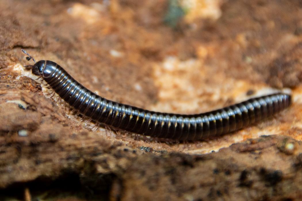 OPC Pest Services - Thornton - Thornton, IL