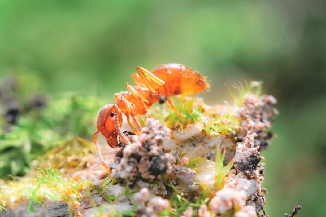 OPC Pest Services - Wheeling - Wheeling, IL