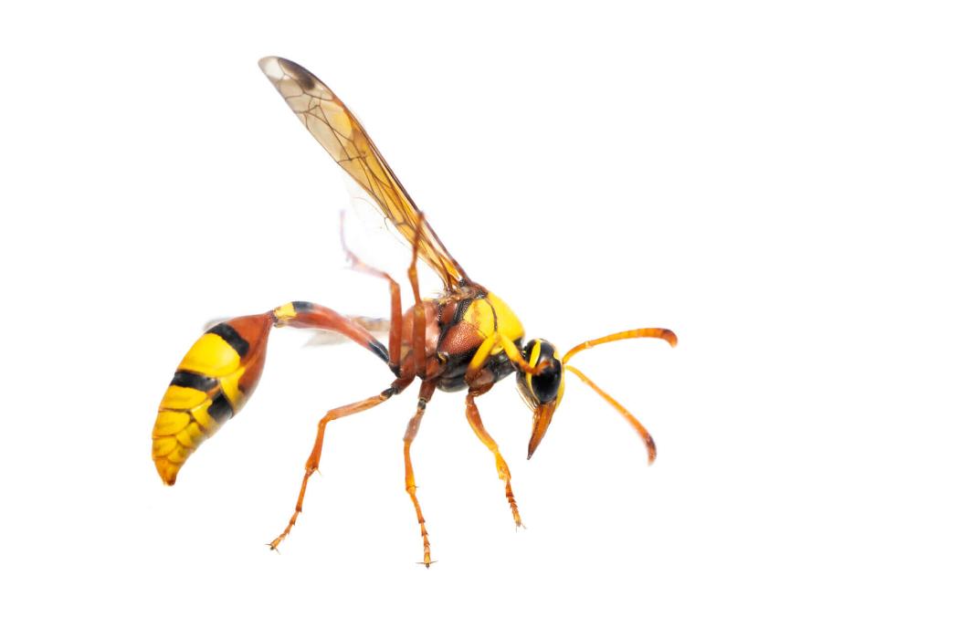 OPC Pest Services - Wheeling - Wheeling, IL