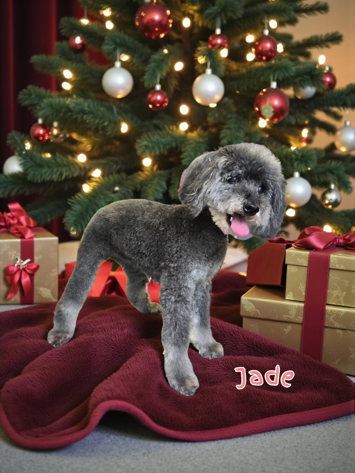 Angel Pets, LLC - Garden City, SC