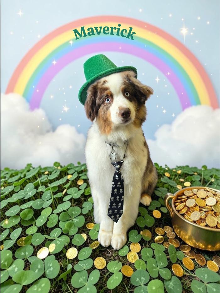 Angel Pets, LLC - Garden City, SC
