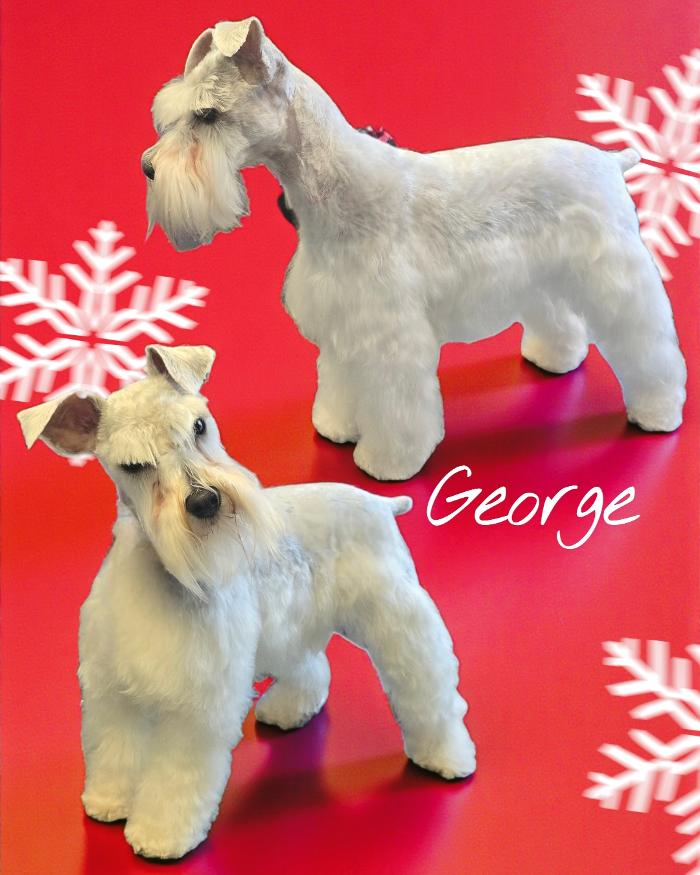 Angel Pets, LLC - Garden City, SC