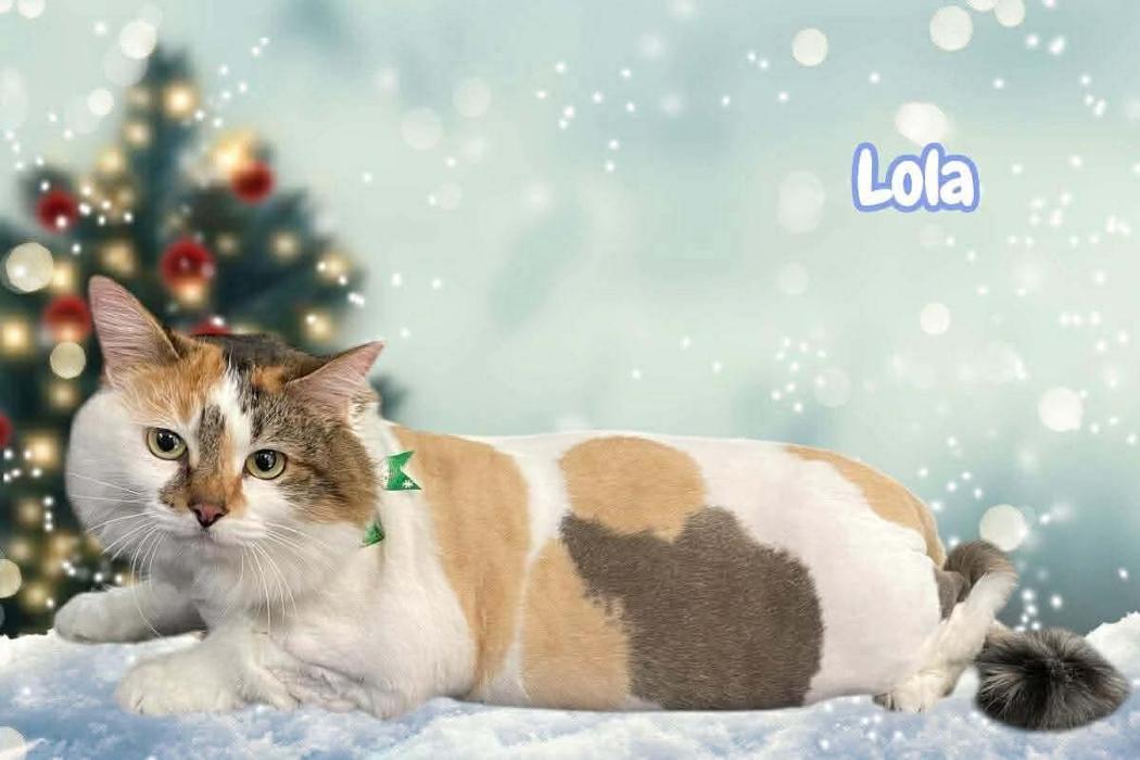 Angel Pets, LLC - Garden City, SC