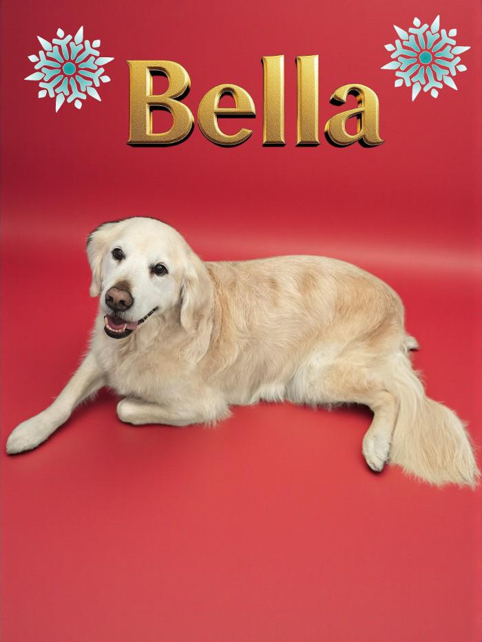 Angel Pets, LLC - Garden City, SC