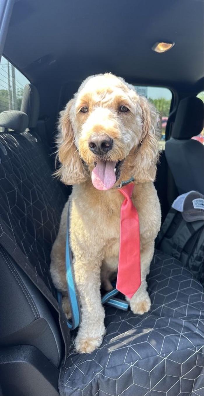 Angel Pets, LLC - Garden City, SC