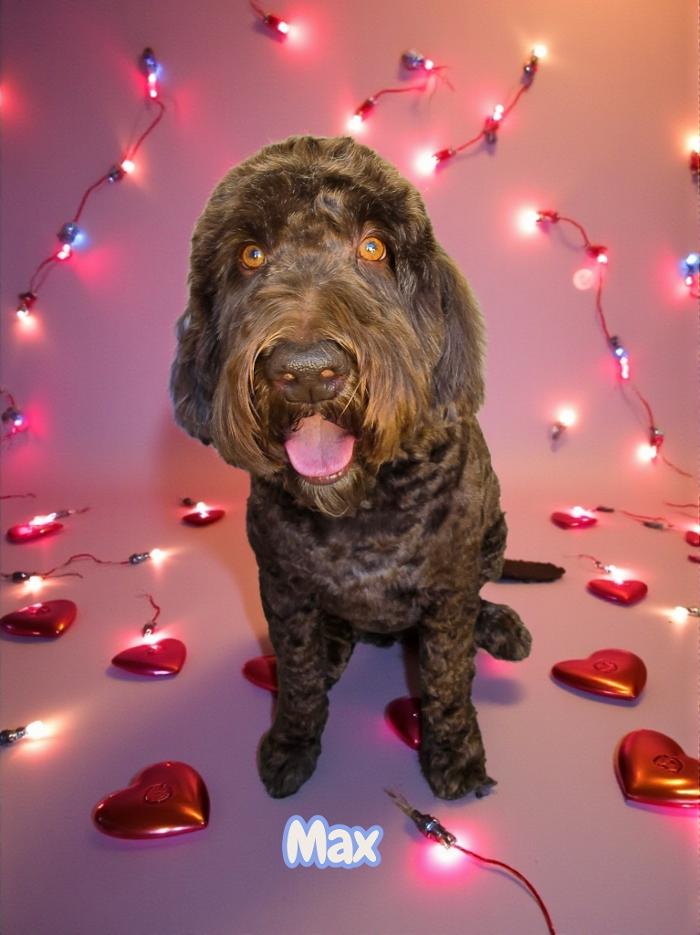 Angel Pets, LLC - Garden City, SC