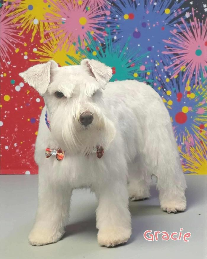 Angel Pets, LLC - Garden City, SC