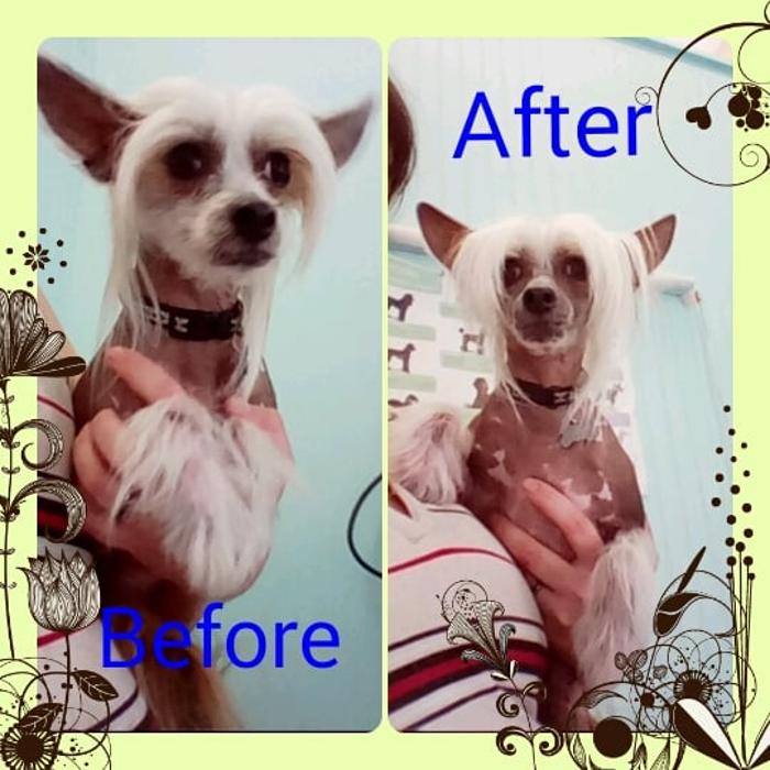 Angel Pets, LLC - Garden City, SC