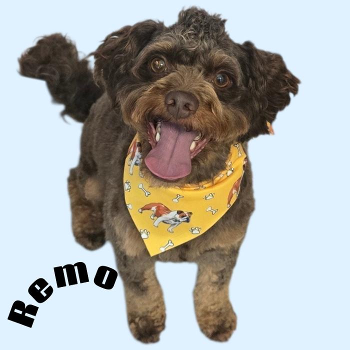 Angel Pets, LLC - Garden City, SC