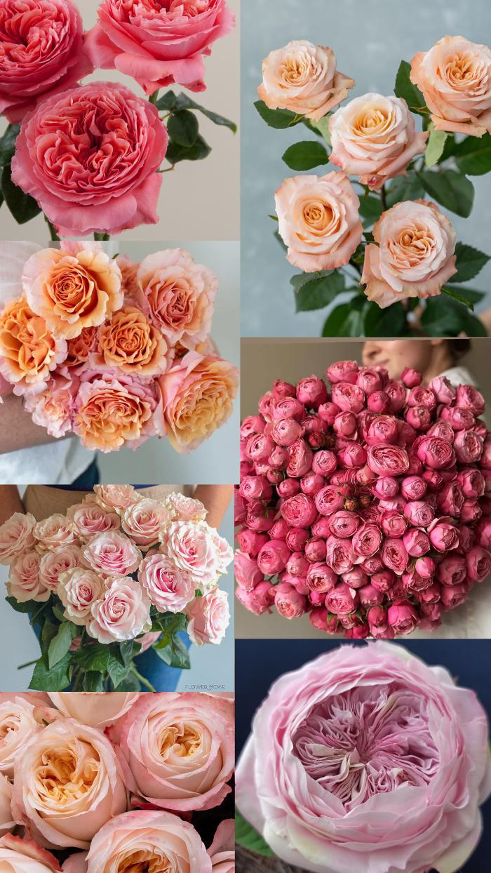 Fleuroom, Olympiaplatz in Wien