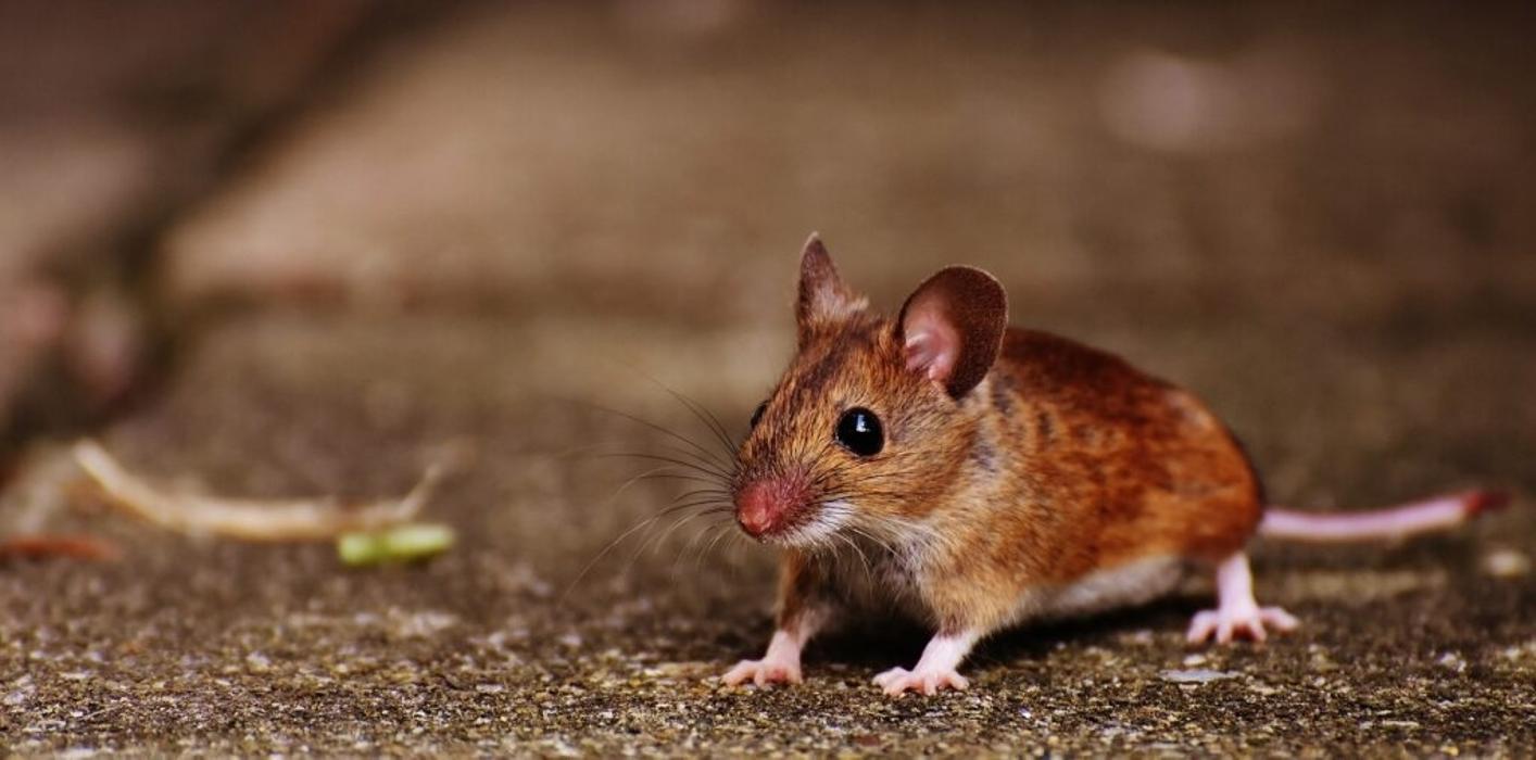 Edmonton Pest Control