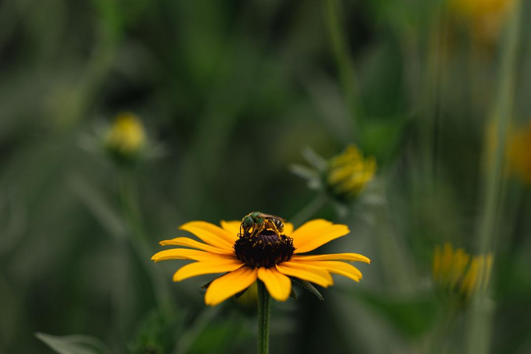 Pollinative Sustainable Land Management & Education Image