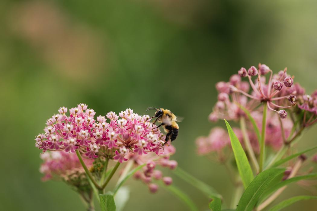 Pollinative Sustainable Land Management & Education Image