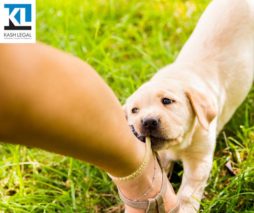 Kash Legal Group - San Mateo Personal Injury and Accident Lawyers Logo