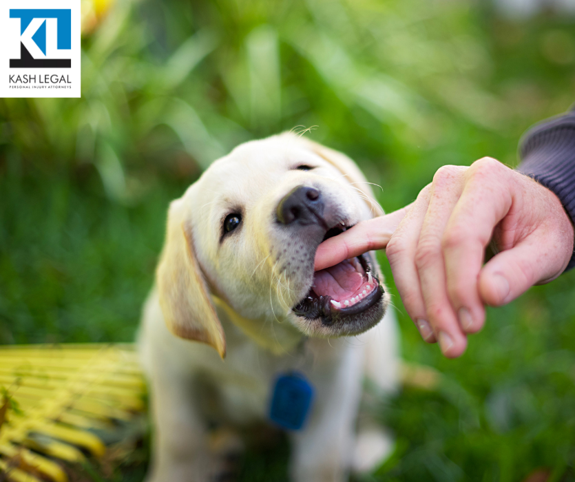 Kash Legal Group - Vacaville Personal Injury and Accident Lawyers - Vacaville, CA