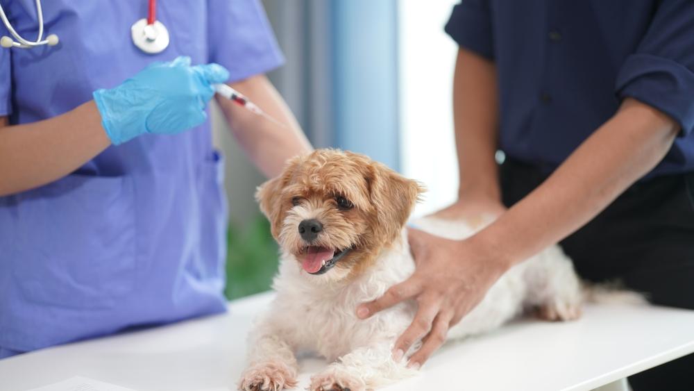 Tierärztlicher Hausbesuchsdienst Monika Heinrich, Hauptstraße in Heltersberg