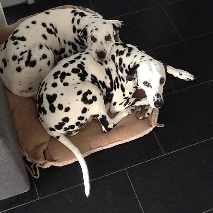 Tierärztlicher Hausbesuchsdienst Monika Heinrich, Hauptstraße in Heltersberg