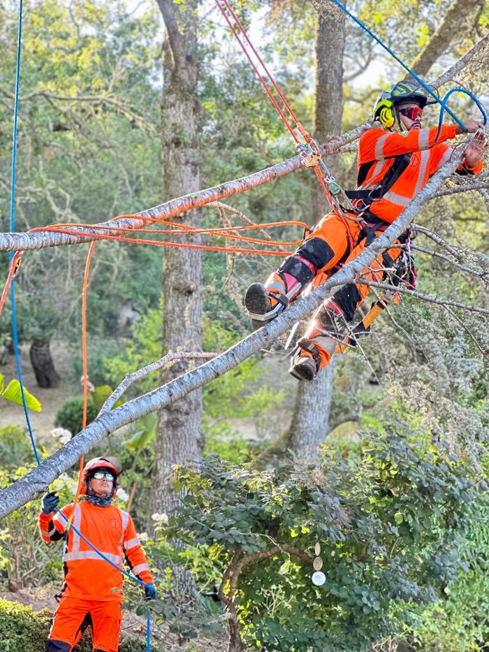 Novato Tree Service Company Image