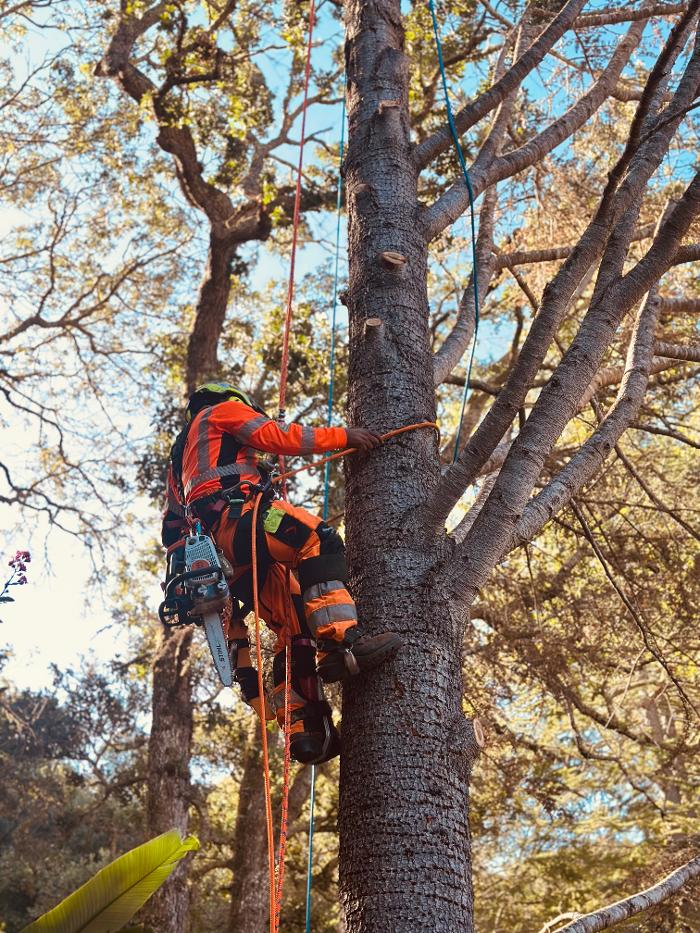 Novato Tree Service Company Logo