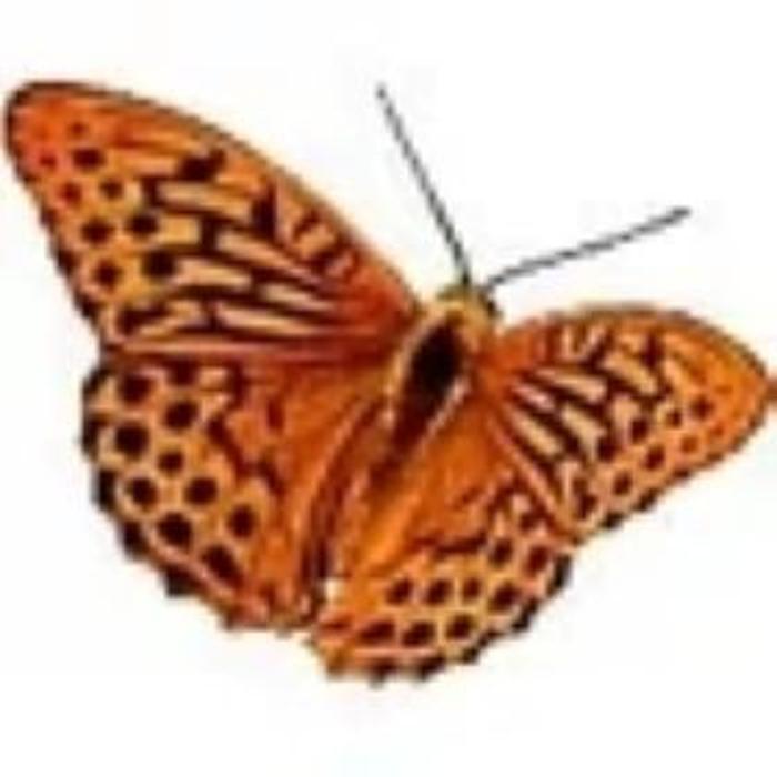 MDW Renate Müller e. K.