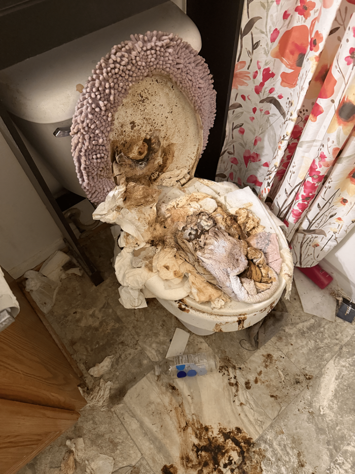 Before: Feces Compacted Toilet Removed 20+lbs of human feces