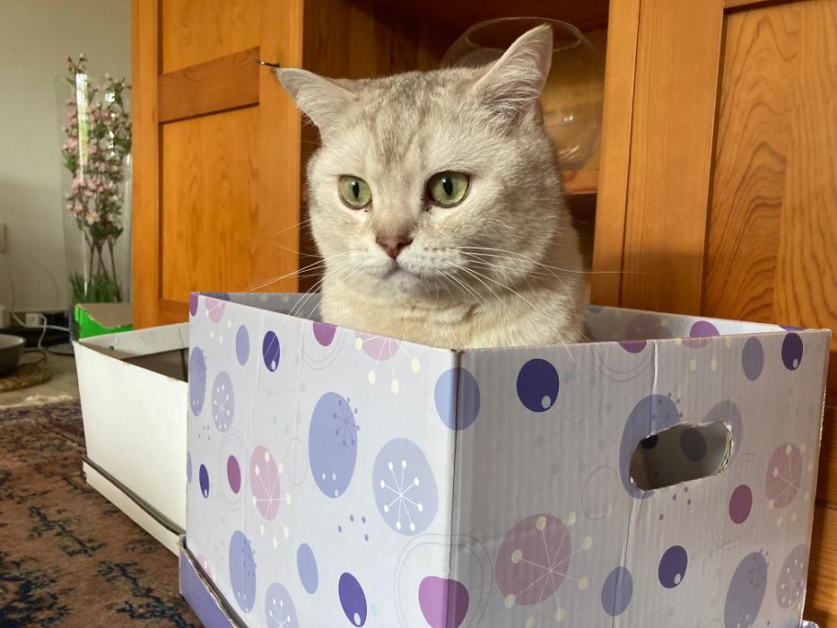Tierbetreuung Katze und Co.eGbR, Gabelsbergerstraße in Dortmund