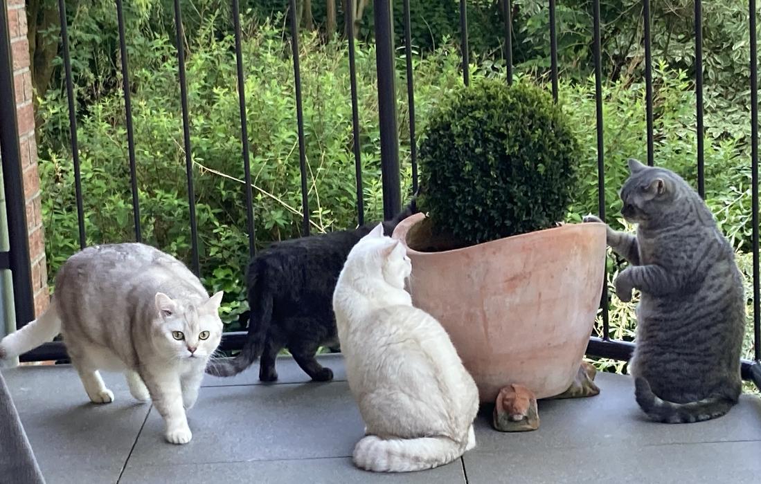 Tierbetreuung Katze und Co.eGbR, Gabelsbergerstraße in Dortmund