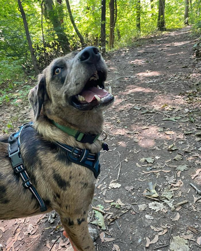 K9 Ventures - Pawtucket, RI