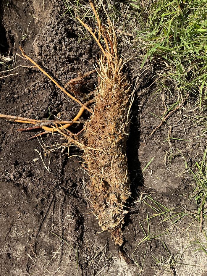 Cape Sewer & Drain Inc. Image