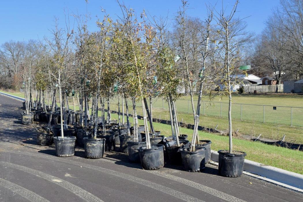 Lamb's Lawn Service & Landscaping LLC Image