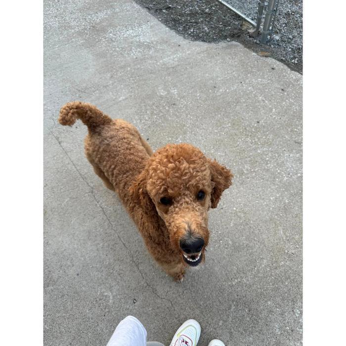 A small tan puppy is walking on the sidewalk and looking up at the camera.