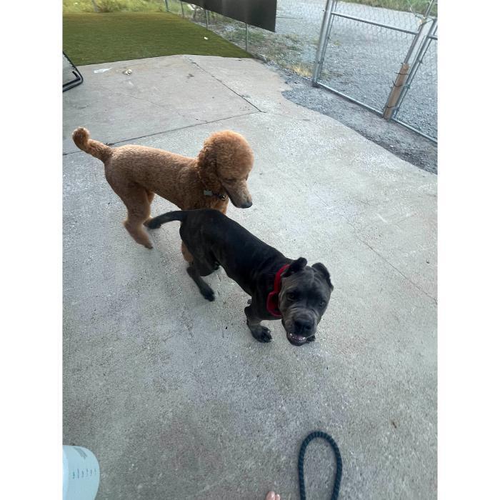 Brown and black dogs trotting together outside on a concrete play area.