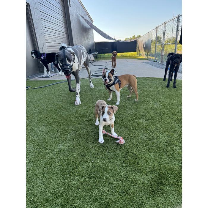A group of dogs playing together on the outdoor turf yard with a brown-and-white puppy in front holding a rope toy.