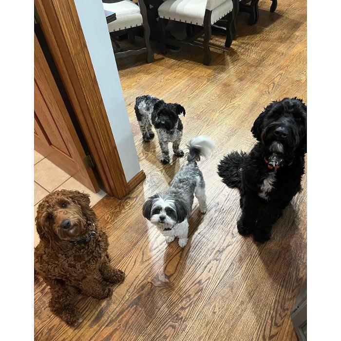Group of small and medium dogs standing on a wooden floor, looking up expectantly at the camera.