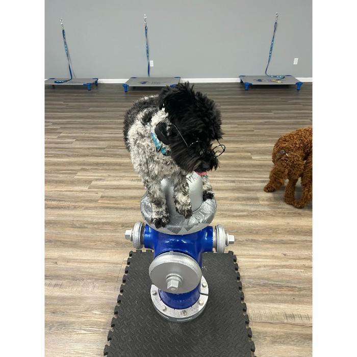 A black-and-white dog is practicing balance on a small round platform in the training room.
