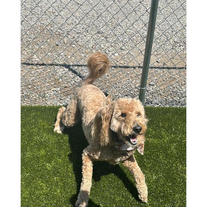 Tan curly-coated dog standing on green turf by a chain-link fence.