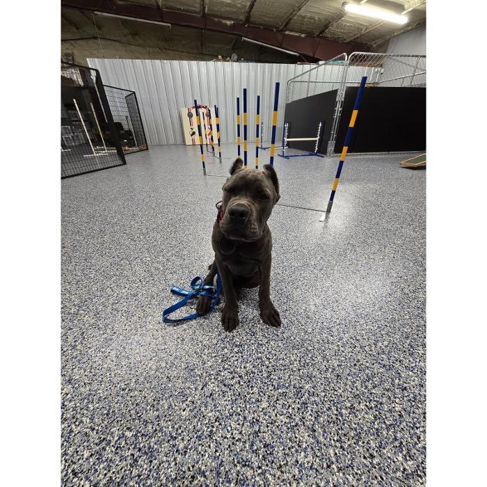 Small gray dog sitting on the speckled floor with a blue leash in front of an indoor agility setup with weave poles.
