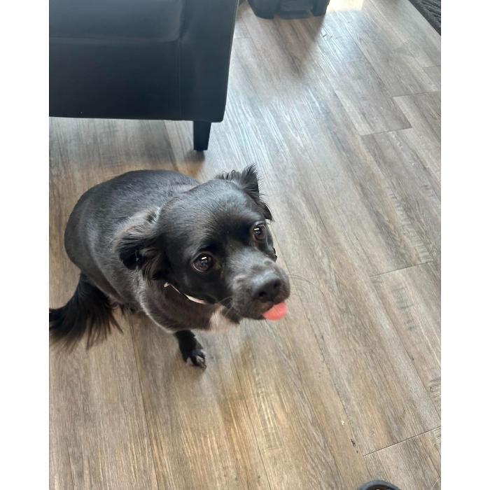 Dark gray dog standing on the wood-look floor, looking up with its tongue out.