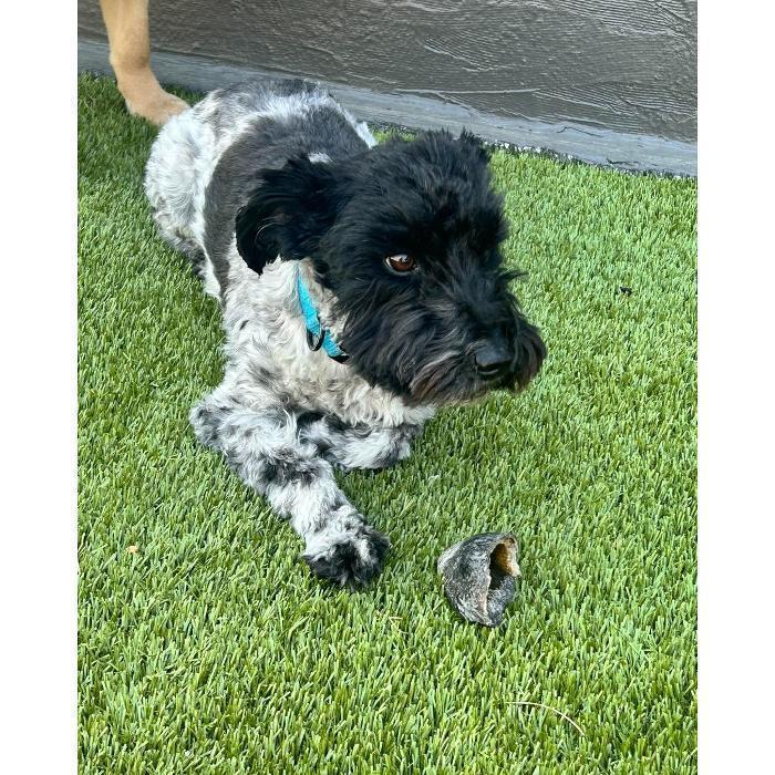 A black-and-white dog lies on the grass, a toy in front of them.