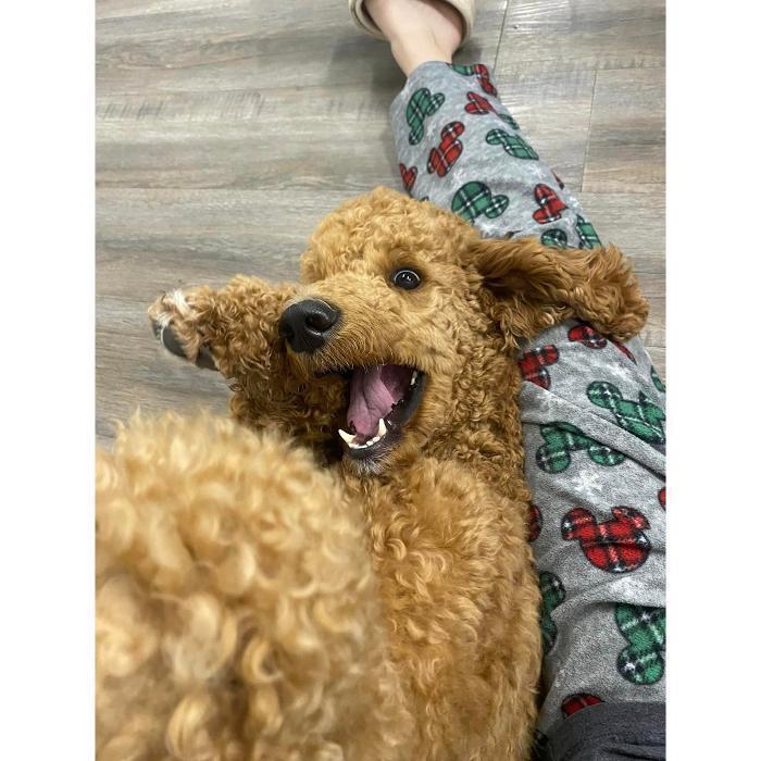 Close-up of a happy curly-coated tan dog cuddling on someone’s lap.