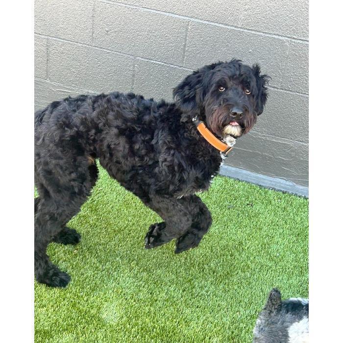 A fluffy black dog is trotting across the turf while carrying an orange ball.