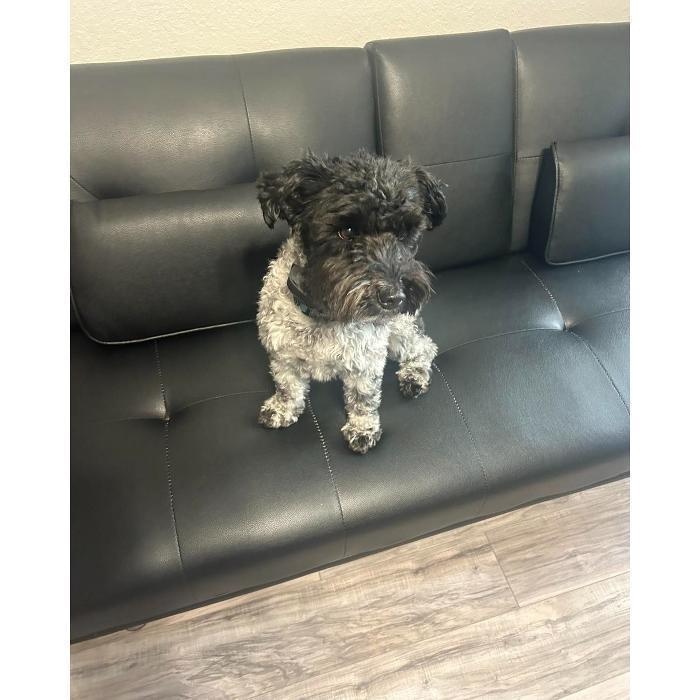 Small gray-and-black dog resting comfortably on a black leather couch.