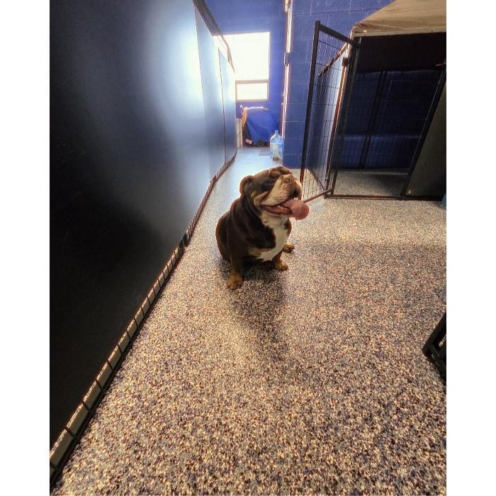 The dog sits calmly against a dark wall on the speckled floor, waiting during training.