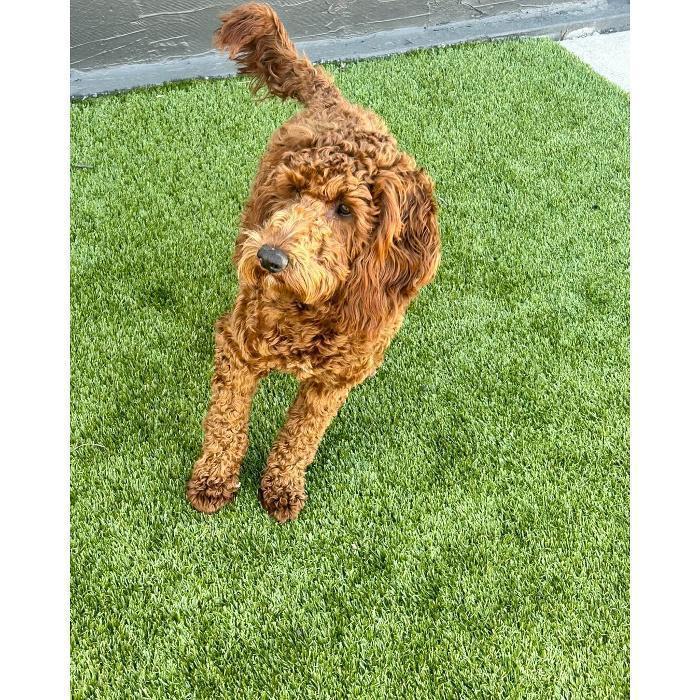 Curly red doodle standing on green turf in the outdoor play yard.