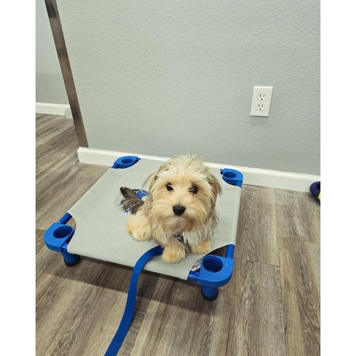 Cream-colored doodle sitting calmly on a blue place cot in the training room.