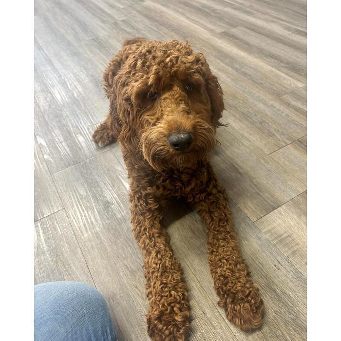 Brown doodle lying on the floor and gazing up attentively at the camera.