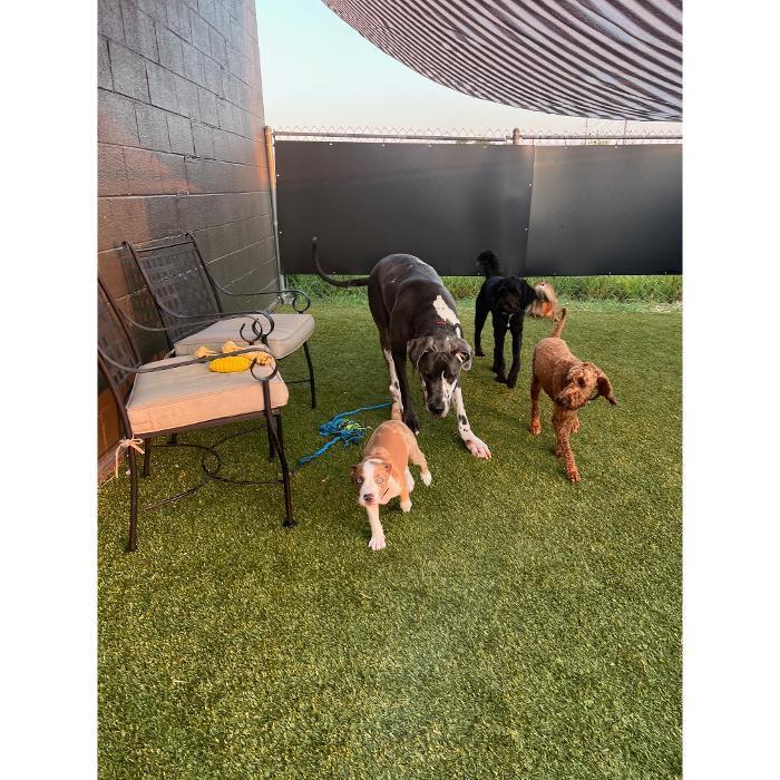 Several dogs are exploring the shaded outdoor play yard near a table and toys.