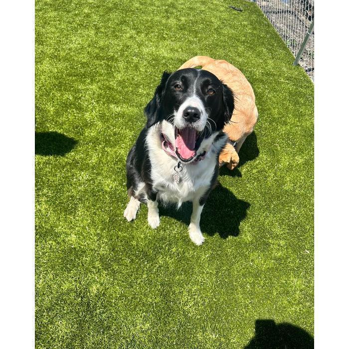 A large tricolor dog is standing on the grass and looking up with a happy expression.