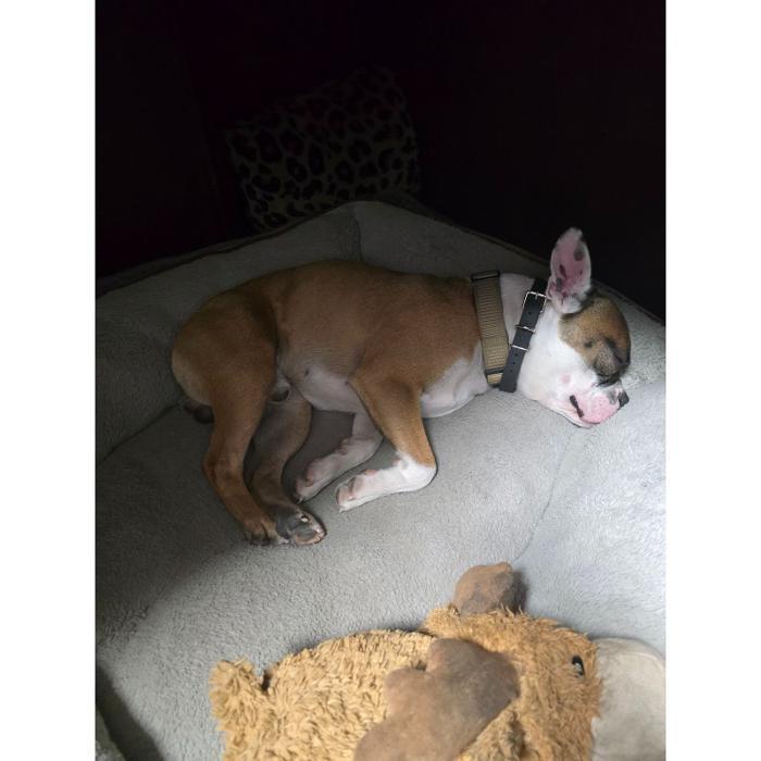 Tan dog resting comfortably on a cushioned bed with a toy in a cozy kennel area.